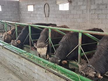 Коровы, быки: Продаю | Бык (самец) | Алатауская | На откорм | Племенные, Привязанные at lalafo.kg — 10 Коровы, быки: Продаю | Бык (самец) | Алатауская | На откорм | Племенные, Привязанные — 10