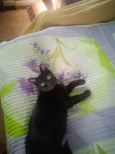 ищу посудомойщицу: Талап кылынат Идиш жуучу, Төлөм Бир айда эки жолу