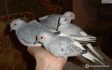 голубей птица: Бриллиантовая горлица (Geopelia Cuneata) - одна из самых мелких