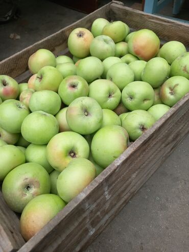 алма голден: Продаю яблоки "Золотой ранет" в г. Каракол