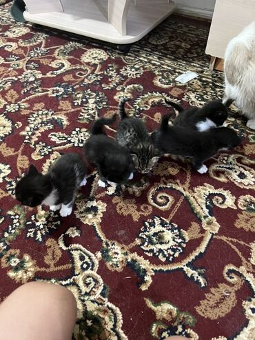 домик для кошек: Игривые котята с разнообразной окраской. Некоторые котята имеют
