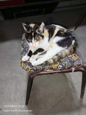 Pişiklər: Dişi, Yaxşı əllərə — 9