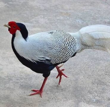 Птицы: Продаю подростков цыплят серебряных фазанов родители на фото