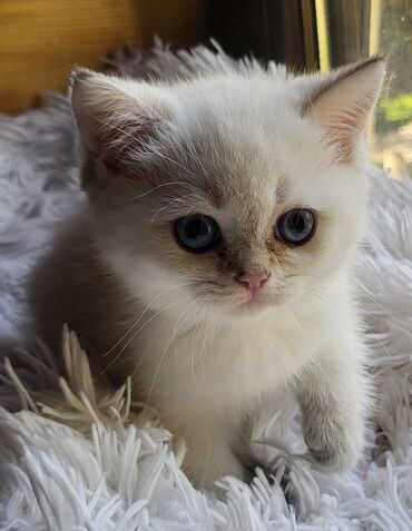 шиншилла кошка цена: Британская