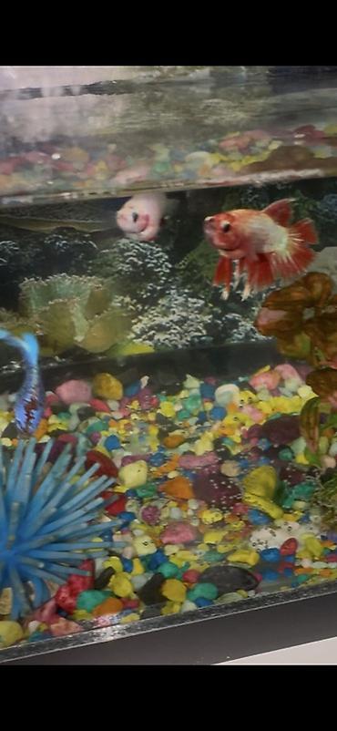 Рыбы: Бойцовые рыбки (Betta splendens) — разноцветные самцы и самки — 2