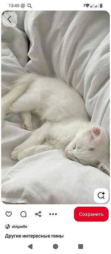 коты белый: Ангорская, 3 месяца, Девочка, Белый, Приучена к лотку — 1