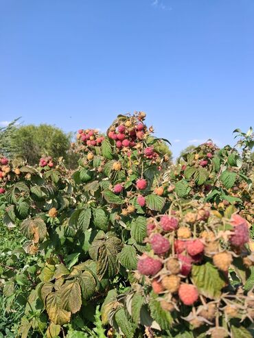 минвата цена: Малина Дүңүнөн