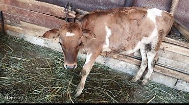 sud veren inek satilir: 🐄 Satılır – Yüksək Məhsuldar Südlük İnək ✅ Səhər və axşam birlikdə — 1