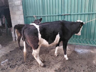Коровы, быки: Продаю | Бык (самец) | Полукровка | На откорм | Привязанные — 2