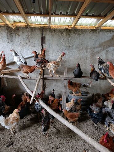 Hinduşka: Məhsul: Hind quşları və çolpalar. Fərə hindquşu kq-22azn, Xoruz — 8