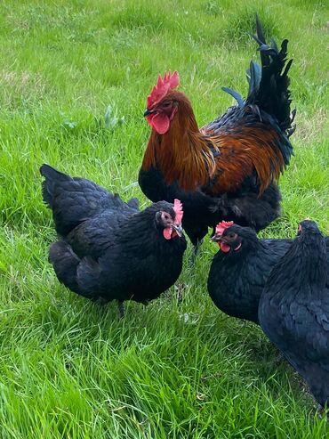 Xoruzlar: Tek 100 ayam zemani cut 200m .qap — 13