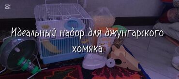 корм для крыс: Идеальный набор для джунгарского хомяка на первое время, туда входит