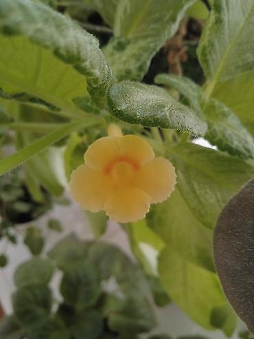 Otaq bitkiləri: Сциндапсус N-Joy — 21