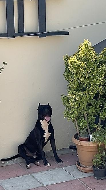 cütləş: Pitbul, 2 il, Erkək, Cütləşmə üçün, Ünvandan götürmə — 3