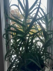 рассада помидор купить: ПРОДАЮ АЛОЭ -5ЛЕТ 1000 СОМ. Тел at lalafo.kg рассада помидор купить: ПРОДАЮ АЛОЭ -5ЛЕТ 1000 СОМ. Тел