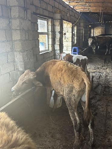 Inəklər, öküzlər: Satışa iri buynuzlu heyvanlar - Cins: qarışıq ətlik (fotoşəkillərdə — 11