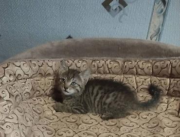 Отдам даром: Котята, девочки отдам заботливым людям — 3