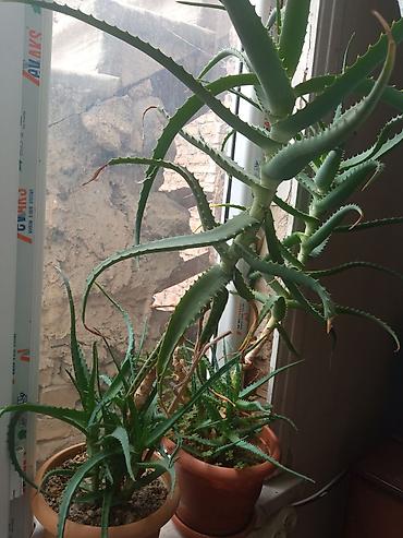 otaq termometri: Aloe vera (sukulent) otaq bitkisi - Növlər: klassik aloe (şirəli — 2