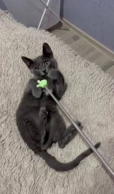 в добрые руки котята: Britan, Erkək, Yaxşı əllərə lalafo.az -da в добрые руки котята: Britan, Erkək, Yaxşı əllərə