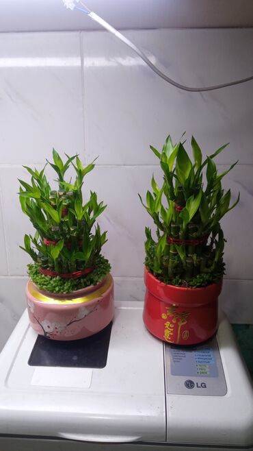цитрусовые растения: Бамбуки прекрасный подарок на любой праздник. приносят в дом