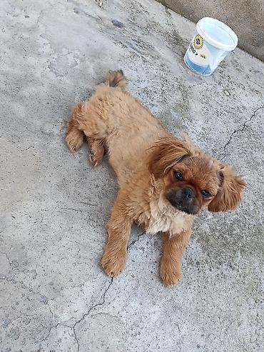 it pudel: Pekines, 4 ay, Peyvəndli — 1