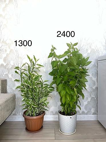 высокий кактус: Пендилантус -высота140см — 4