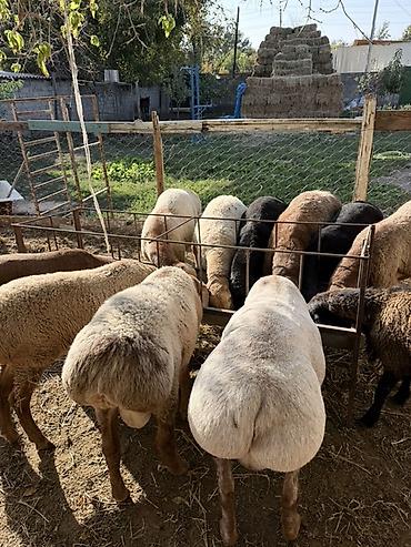 Продам с/х животных: Продаю | Баран (самец) | Для разведения — 3
