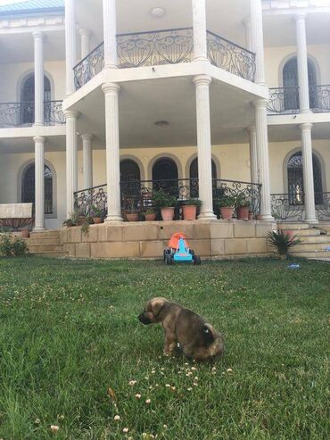 Həyət evləri və villaların satışı: 8 otaq, 500 kv. m, Orta təmir — 3