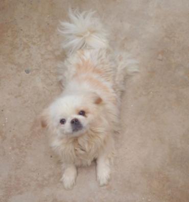 İtlər: Pekines — 1