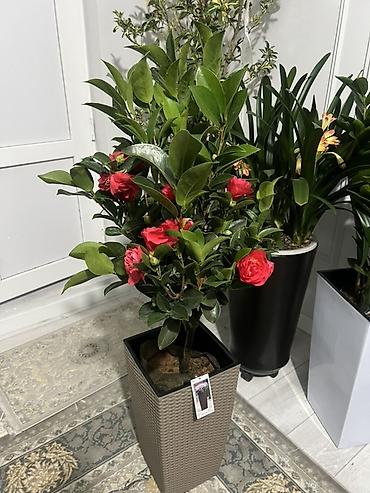камелия: Доставка по городу бесплатно 🚘 Крупный сорт Камелия японская (Camellia — 1