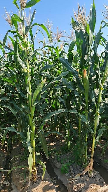 Корма для с/х животных: Продается силос в брикетах 8 кг at lalafo.kg — 8 Корма для с/х животных: Продается силос в брикетах 8 кг — 8