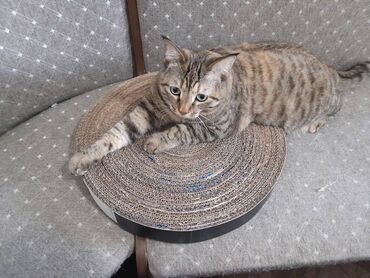 купить кота в бишкеке: Когтеточка для котят и кошек. Прямоугольная: длина