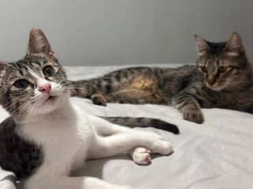 купить короткошерстного котенка: Два молодых котенка табби, один из которых серо-белый, а другой