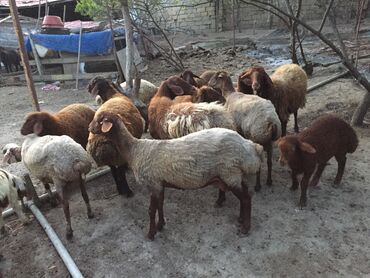 qurbanlıq qoyun: Erkək, Qala, il: 1, 60 kq, Damazlıq, Ünvandan götürmə