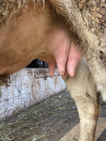 Коровы, быки: Продаю | Корова (самка) | Голштин | Для молока | Стельные — 5