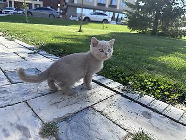 котята шатланские: Шотландец котёнок, окрас лиловый (пепельно‑серый). Плюшевая короткая — 5