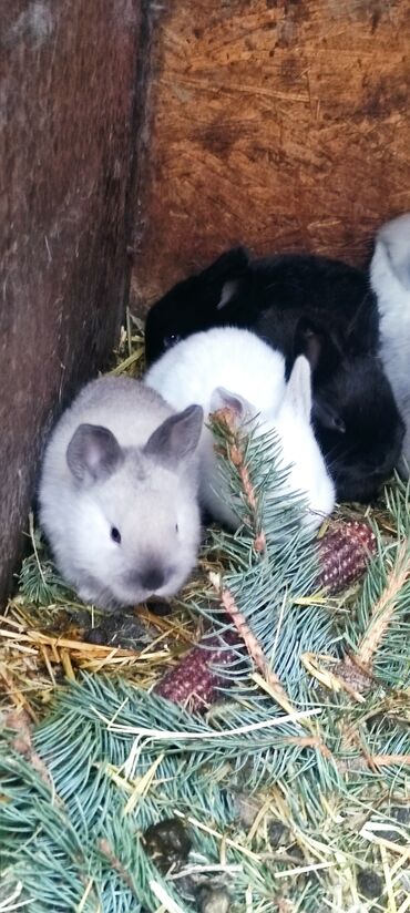 Кролики: Продаю | Крольчата — 5