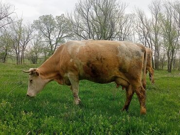 животные каровы: Продаю | Корова (самка) | Симментальская, Бельгийская | Для молока | Стельные