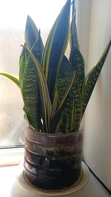 sakura ağacı: Məhsul: Otaq sukulentləri – Pul ağacı (Crassula ovata) və Aloe (Aloe — 10