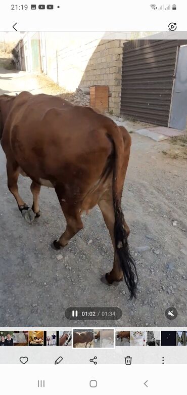simmental ineklerin satisi: Самка, лет: 6