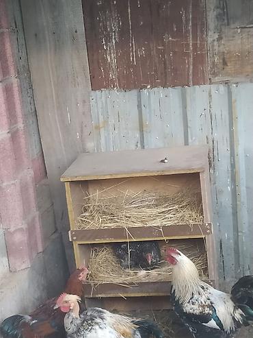 Продаю | Цыплята | Брама at lalafo.kg Продаю | Цыплята | Брама