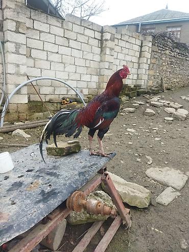 alman kurdu iti: Qırmızı xoruz 3 yaş yarım. damazlıq. bu biri balaca qırmızı iyun — 8