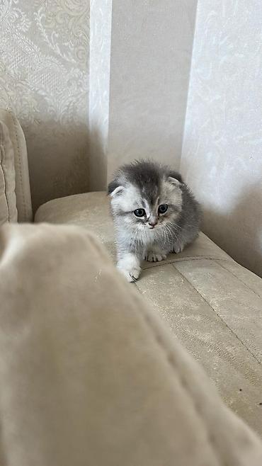 Şotland yastı qulaq