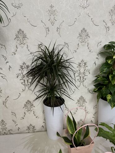 Другие комнатные растения: Комнатные цветы at lalafo.kg — 20 Другие комнатные растения: Комнатные цветы — 20