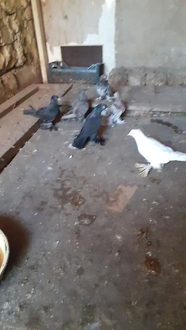 göyərcin: 6 eded iri lelekli kekilli quslar satilir hamisi bir nesildi — 4