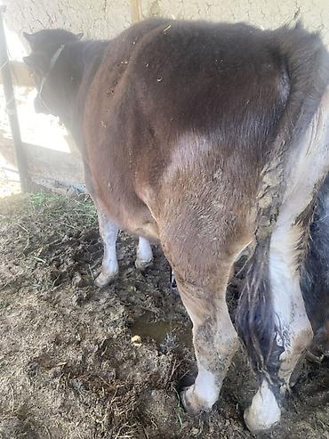 Коровы, быки: Продаю | Бык (самец) | Привязанные — 5