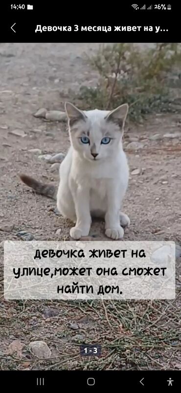 той терьер девочка: Голубоглазая полусиамка Девочка 3 месяца живет на улице.Может найдется