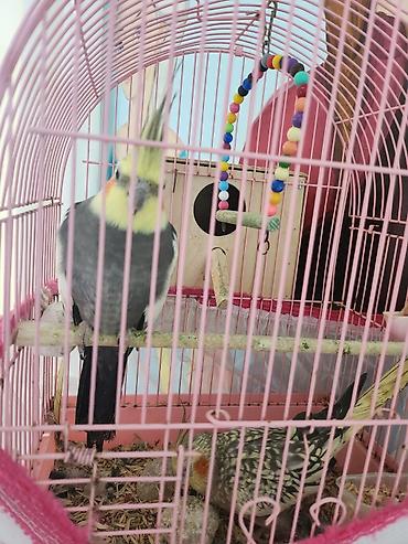 bulbul quşu: Nimfa (cockatiel) cütü və qəfəs dəsti - Növ: Nimfa (Nymphicus — 3