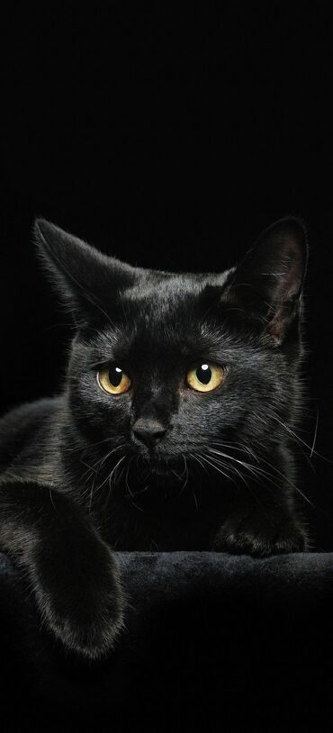 показы 1 354 72 договорная кошка даром британская короткошёрстная 1 год мальчик метис 2 позвонить написать: Мышык бекер берилет: Британ кыска жүндүү, 2 жаш, Ургаачы