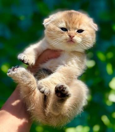 Pişiklər: Şotland — 3